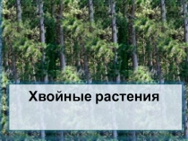 Презентация Хвойные деревья по предмету: Развитие устной речи на основе ознакомления с предметами и явлениями окружающей действительности в 4 классе специальной (коррекционной) школе VIII вида