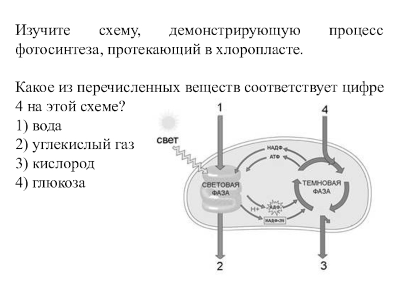 Схема фотосинтеза егэ биология