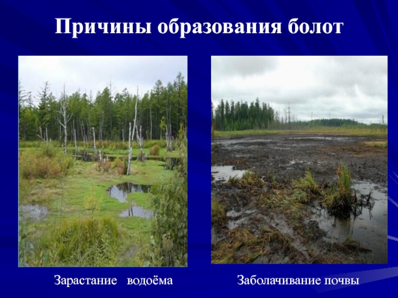 Природное образование болото. Причины образования болот. Образование болота. Заболачивание и зарастание. Факторы образования болот.