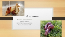 Презентация к НПК 7 класс Ахатины