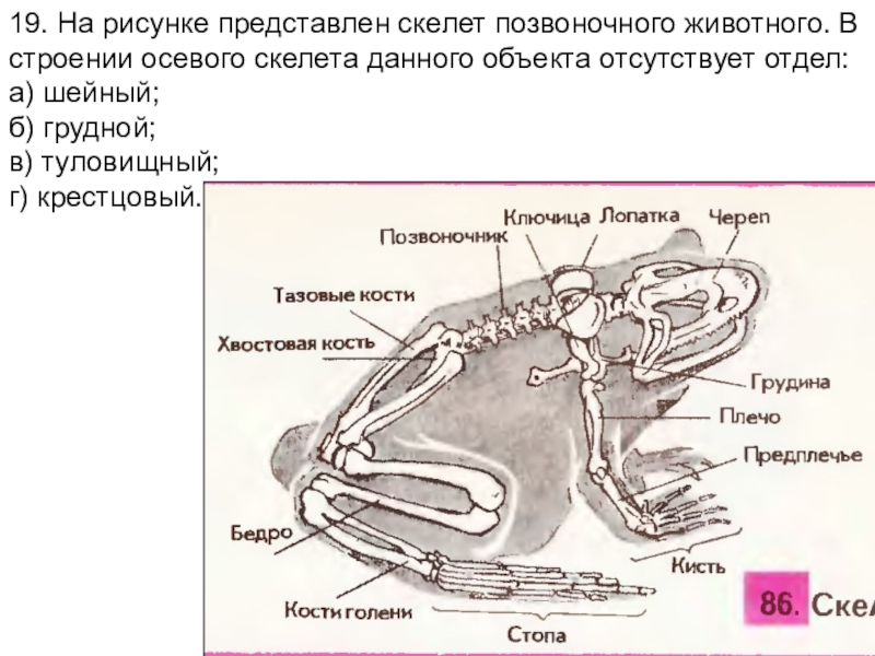 Скелет лягушки позвоночник. Строение скелета лягушки биология. Скелет лягушки отделы позвоночника. Земноводные скелет лягушки. Строение скелета земноводных.