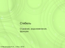 Презентация по биологии Стебель растения
