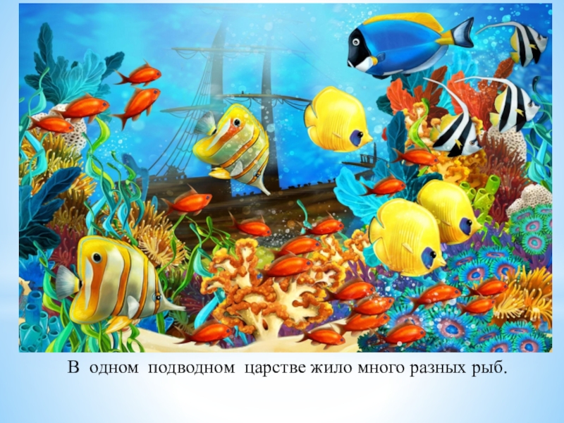 В одном подводном царстве жило много разных рыб.
