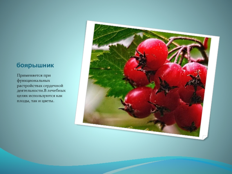 боярышникПрименяется при функциональных растройствах сердечной деятельности.В лечебных целях используются как плоды, так и цветы.