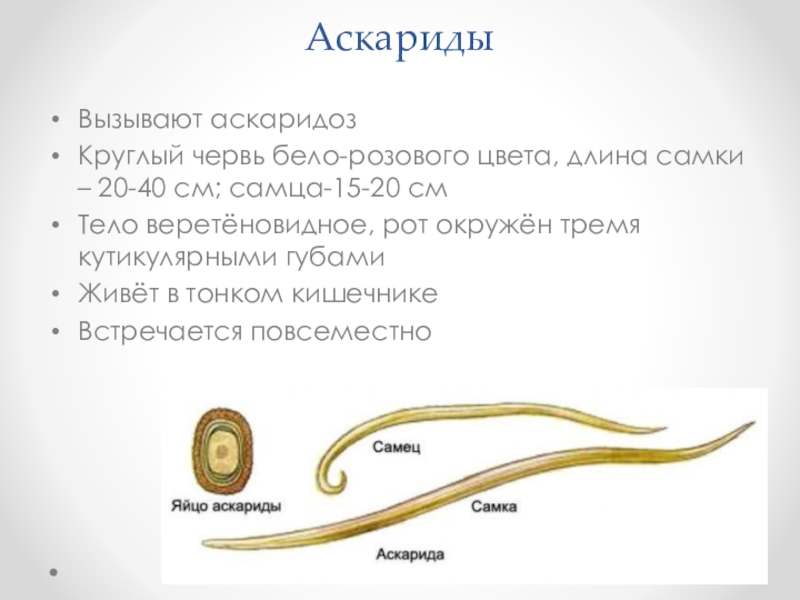 Аскарида тип. Аскарида человеческая строение и характеристика. Особенности круглых червей аскарида. Строение круглых червей аскарида человеческая. Аскарида человеческая характеристика.