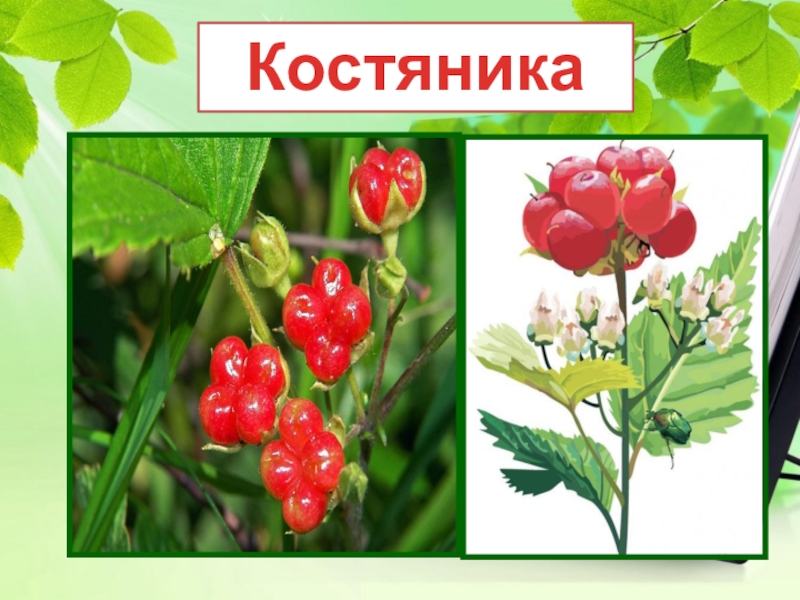 Костяника картинка для детей