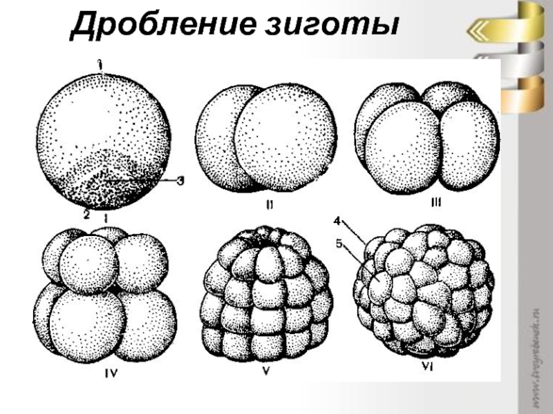 Дробление зиготы рисунок