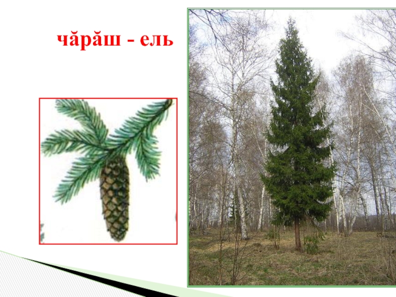 Названия растений на чувашском языке. Чувашское дерево. Название деревьев на чувашском. Названия деревьев на чувашском языке. Названия деревьев на чувашском языке.