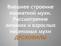 Внешнее строение комнатной мухи. Рассмотрение личинок и взрослых насекомых мухи дрозофилы