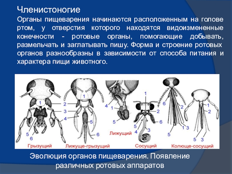 Разнообразие ротовых аппаратов развитие вторичной полости тела