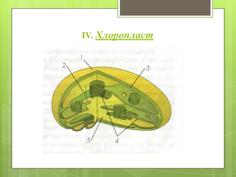 Хлоропласт на рисунке