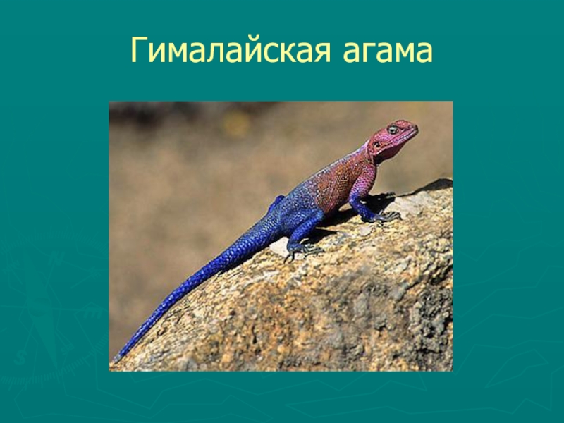 Животный мир Кыргызстана гималайская агама