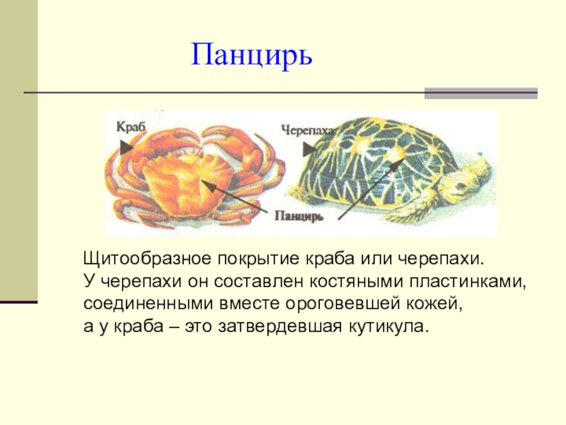 Система черепах. Покровы тела черепахи 7 класс. Покров тела черепахи. Покров тела красноухой черепахи. Выполняемые функции черепахи.