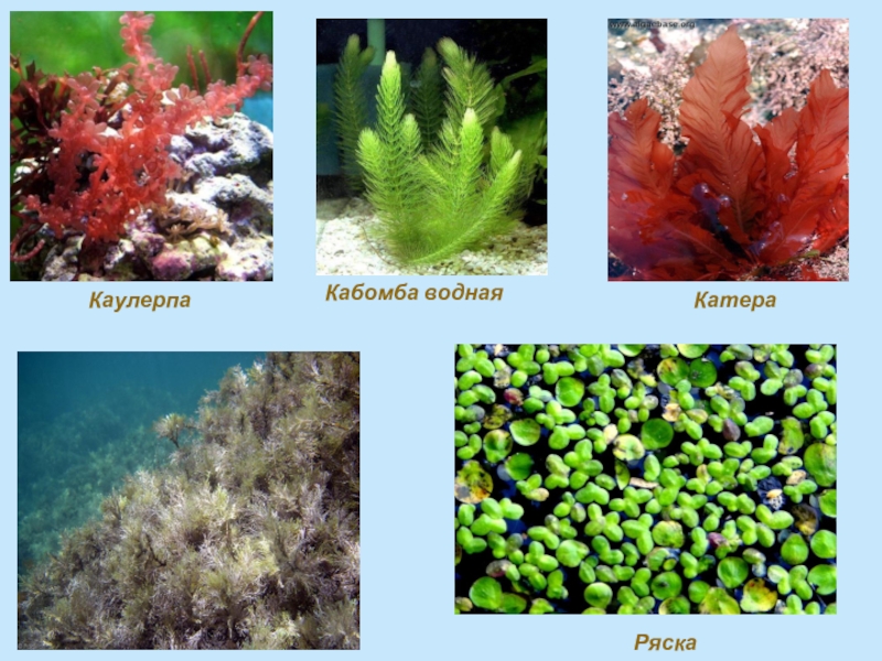Картинки водоросли 3 класс