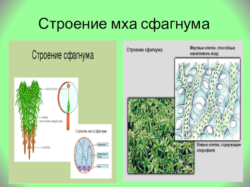 Сходство строения мха и строения водорослей