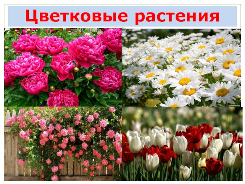 Многообразие цветковых. Разнообразие цветов. Цветковые растения окружающий мир. Цветочные растения 3 класс. Разнообразие цветковых растений.