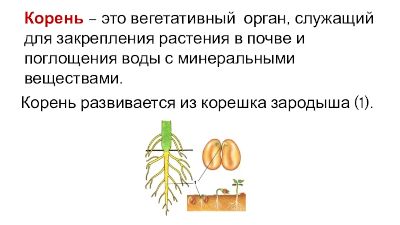 Появление вегетативных органов появление семени. Корень это биология. Вегетативные органы корень.