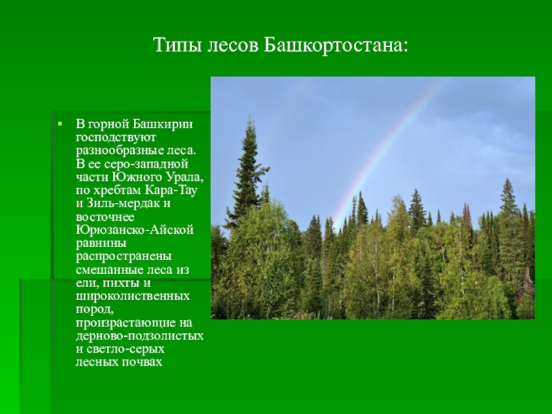 Ели в башкирии. Сообщение о лесах Башкирии. Леса Башкортостана презентация. Леса Башкортостана сообщение. Леса в Башкирии названия.