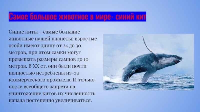 Описание синей. Численность китов. Численность китообразных. Синий кит численность. Численность синих китов по годам.