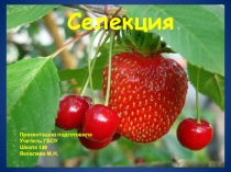 Презентация по биологии Селекция