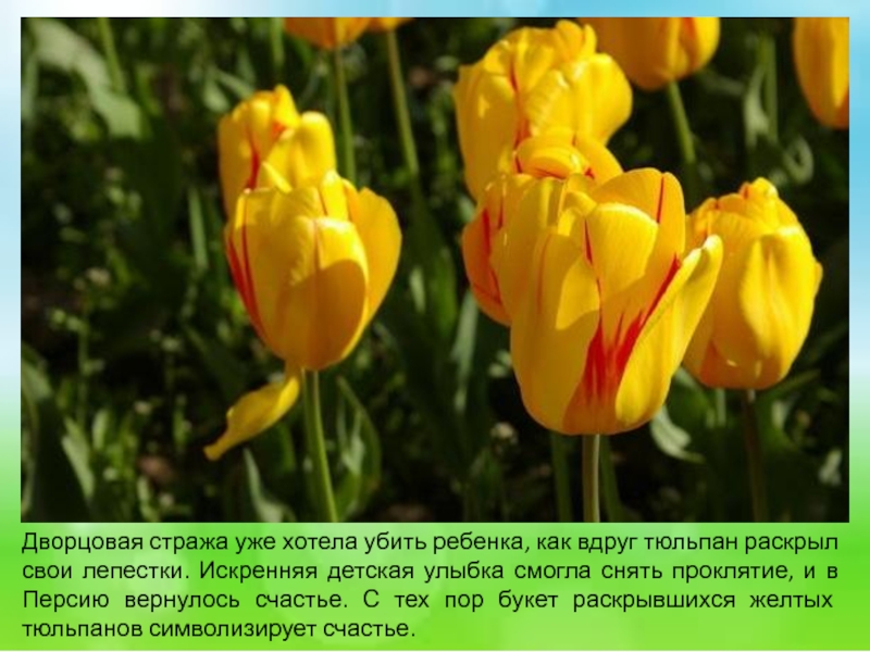 Тюльпан маршал жуков фото и описание