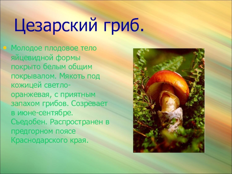 Фото грибов из красной книги россии
