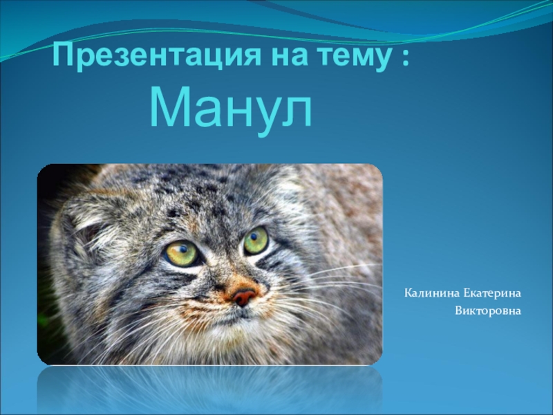 Кот манул презентация