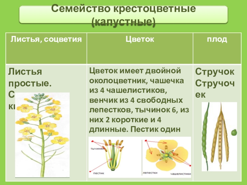 Капустные тип плода. Семейство крестоцветные соцветие. Семейство крестоцветные соцветие кисть. Цветок капустные семейство крестоцветные. Строение плода семейства крестоцветные.