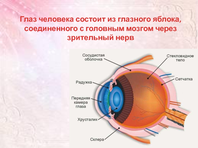 Презентация на тему зрение