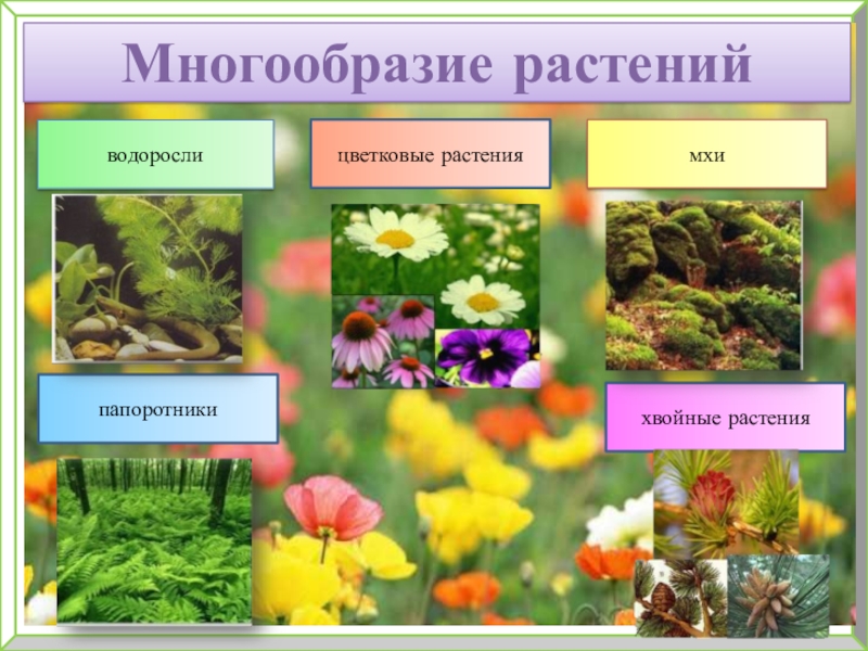 Многообразие растительного мира презентация