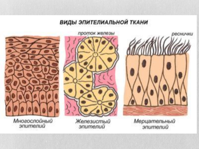 Рисунки тканей человека 8 класс биология