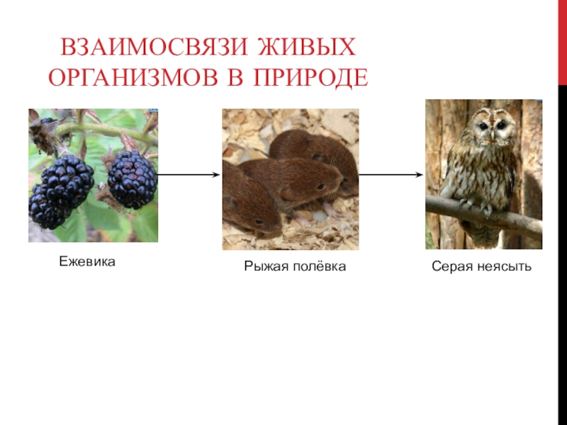 Проект по биологии 5 класс на тему растения в жизни человека