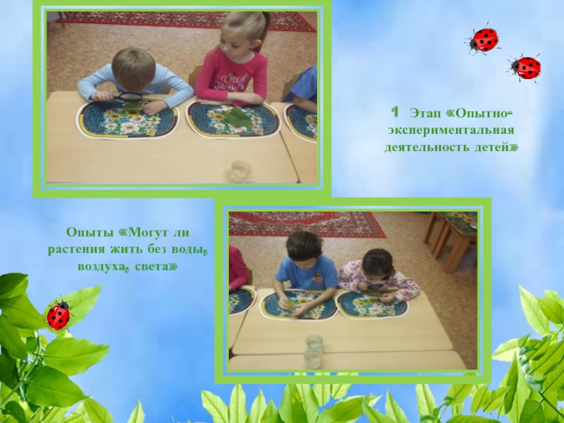 1 Этап «Опытно-экспериментальная деятельность детей»Опыты «Могут ли растения жить без воды, воздуха, света»