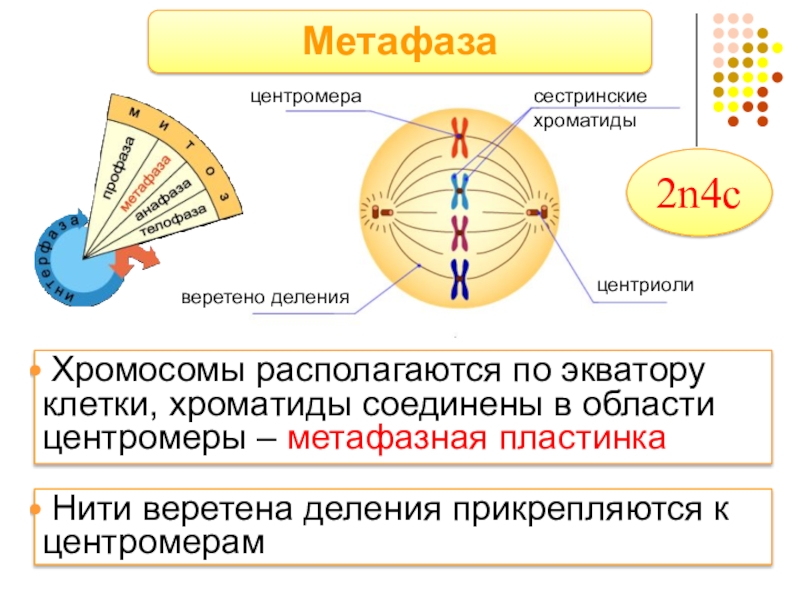 Метафазная пластинка