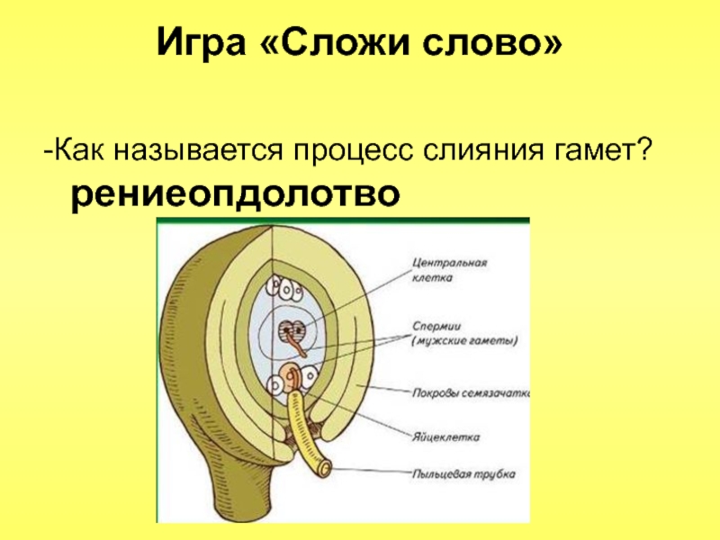 Слияние женской и мужской гамет называют