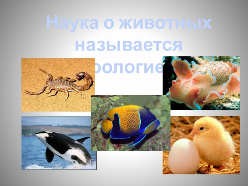 Как называют животный мир. Как называется наука о животных. Как называются животные птицы бассейна. Название животных гигрофилов. Канал мир животных как называется.