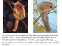 Презентация по ознакомлению с окружающим миром Животные Красной книги