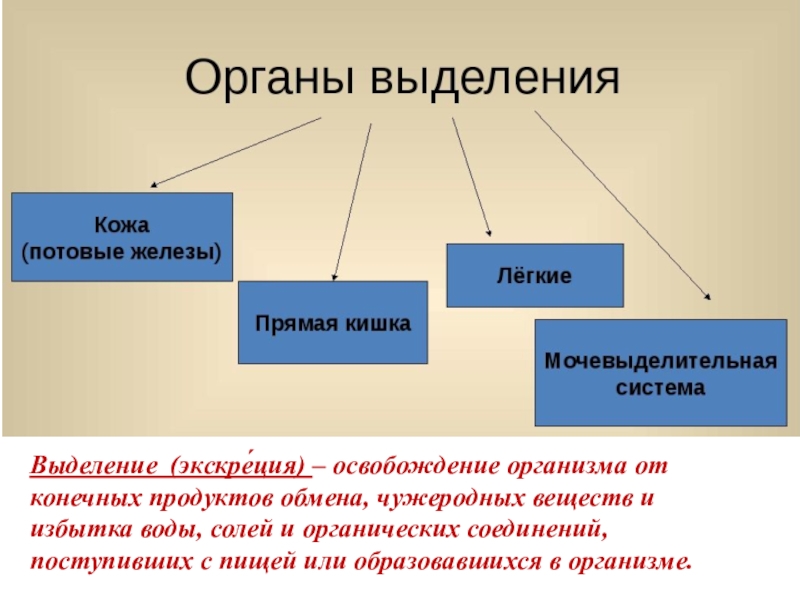 Выделяется вещество. Чужеродные вещества как выделяются.