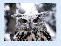 Презентация по изобразительному искусству на тему Рисуем сову (1-4 класс)