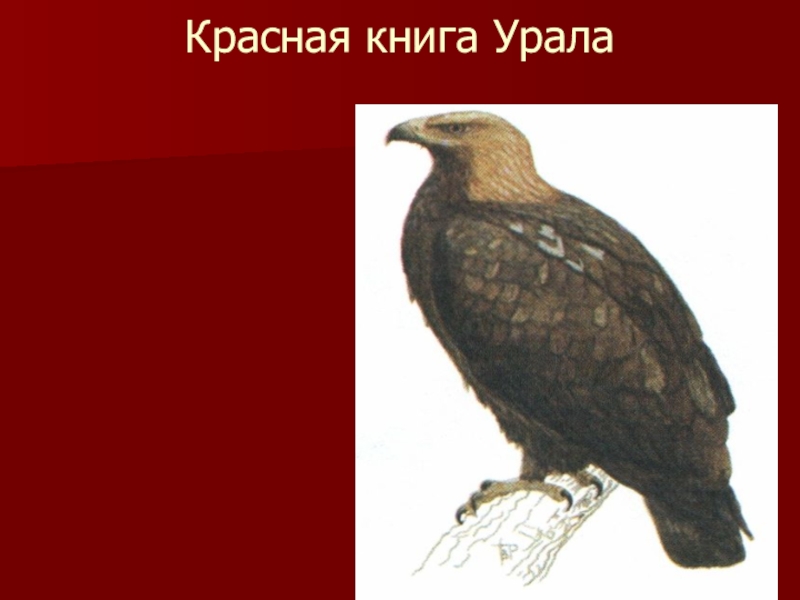 Красная книга урала животные