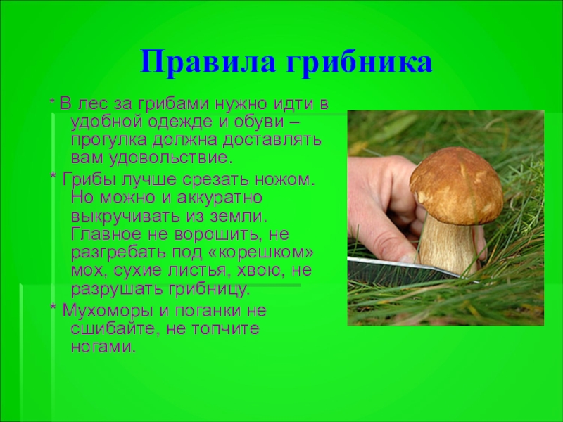 Собери слова грибы. Стихотворение про грибника. Правило собирание грибов. Правила грибника. Рассказ о грибах.
