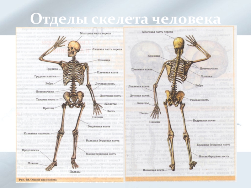 7 отделов скелета. Виды скелетов биология. Таблица на тему скелет биология. Скелет человека Росмэн. Отделы в скелете человека какие выделяют в 8 классе.