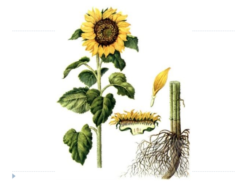 К чему относится подсолнечник однолетний. Подсолнечник реснитчатый (Helianthus ciliaris DC.). Подсолнечник однолетний корневая система. Подсолнечник однолетний систематика. Морфологическое строение подсолнечника.