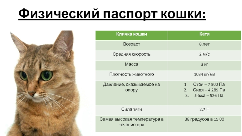 Как узнать срок кошки. Средняя Продолжительность жизни кошек. Физика в жизни кошки.