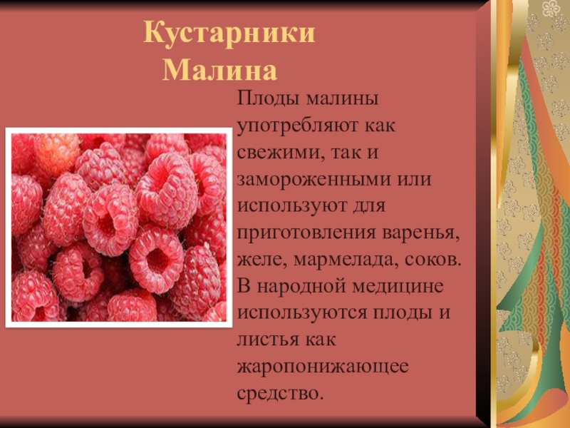 Рассказ малиновая. Сообщение о Малине. Сообщение про малину. Маленькое сообщение о Малине. Доклад о Малине.