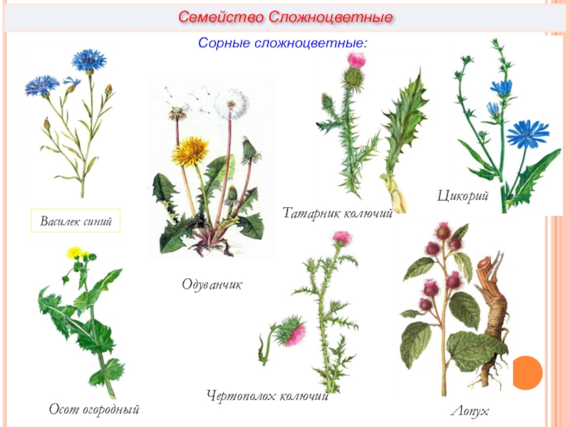 Культурные представители сложноцветных. Сорные Сложноцветные растения. Астровые сорные растения. Дикорастущие травы семейства Астровые. Сорные растения семейства Астровые.