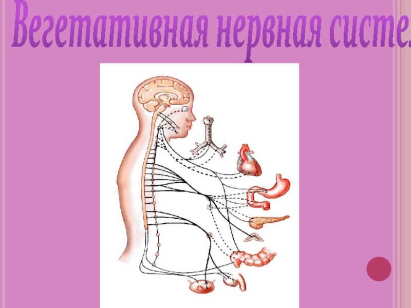 Вегетативная нервная система картинки