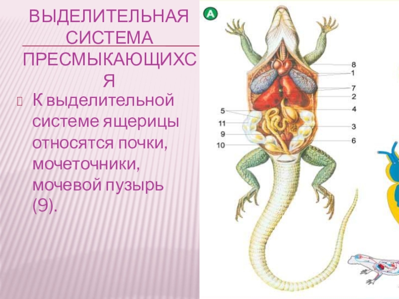 Пищеварительная система ящерицы схема