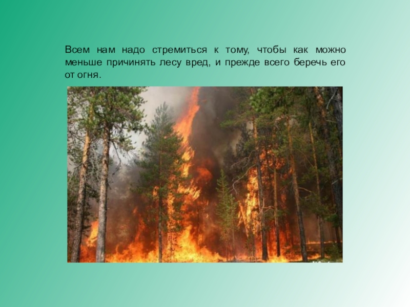 Вред лесам. Россия Страна лесов 4 класс. Россия Страна лесов 4 класс презентация. Вред лесу и ущерб лесу. Что вы знаете о лесах нашей страны.