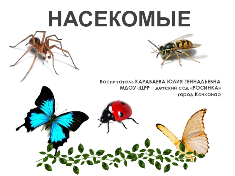 Презентации про насекомых для дошкольников